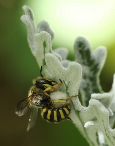 Réf. 182 153 : Anthidium manicatum
